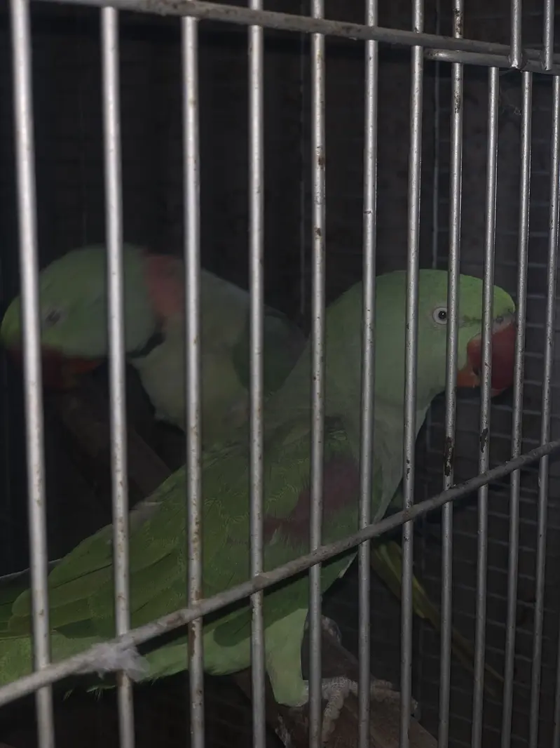 Raw kashmiri pahari parrots pair jambo size — photo 10