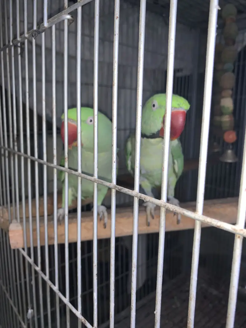 Raw kashmiri pahari parrots pair jambo size — photo 11
