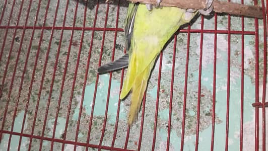 female breeder parrot