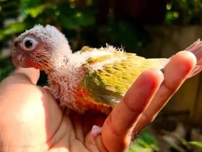 pineapple conure & plum head & love birds