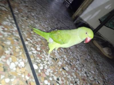 parrot for sale talking parrot