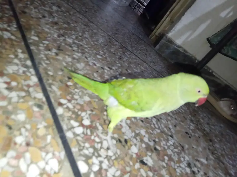 parrot for sale talking parrot — photo 2