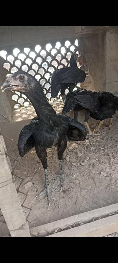 thai pure or thai cross k 5 month k chicks or 4 month k chicks