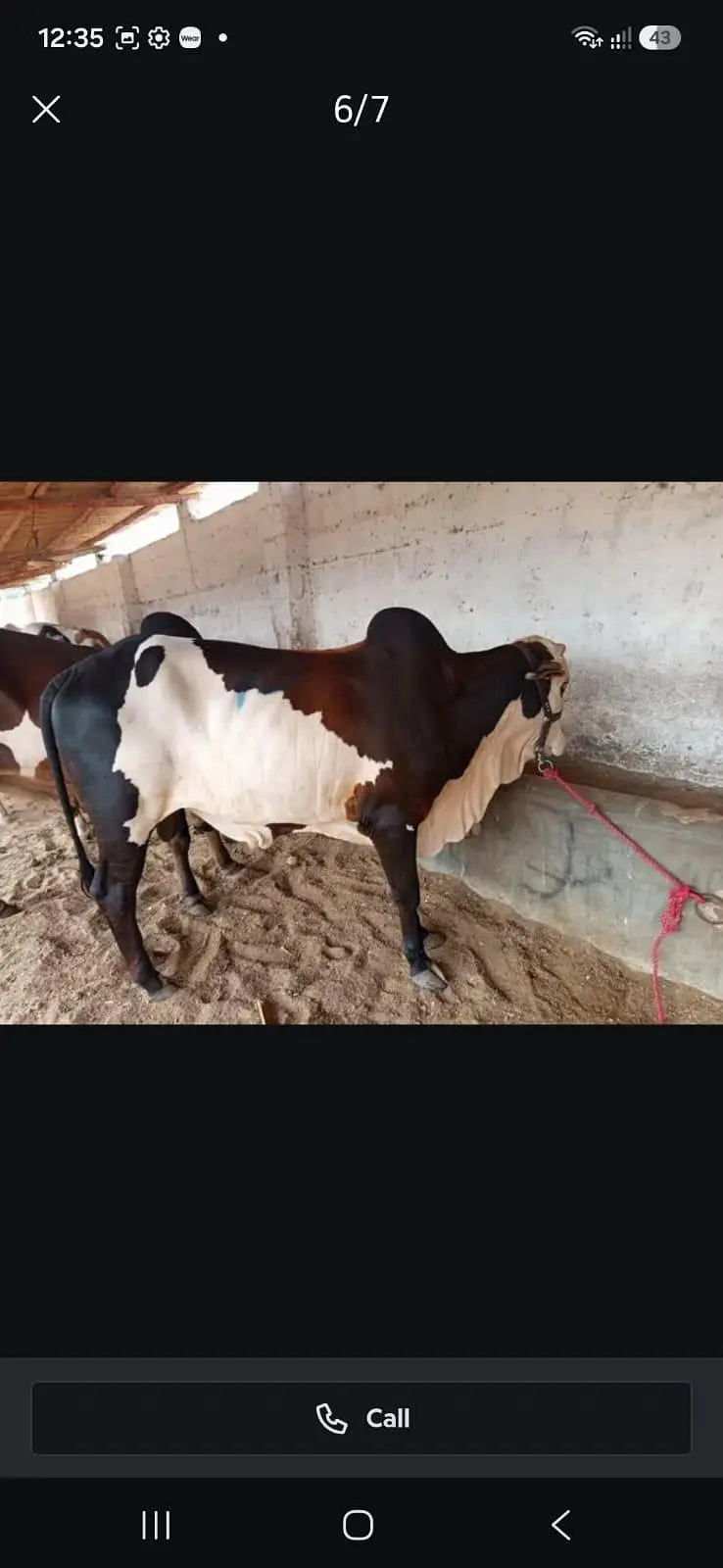 cow for sale and palai — photo 2