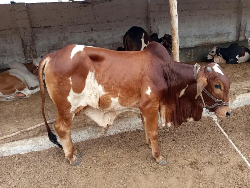 cow for sale and palai — photo 3