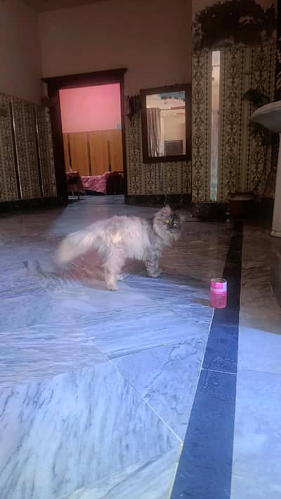 pure persian