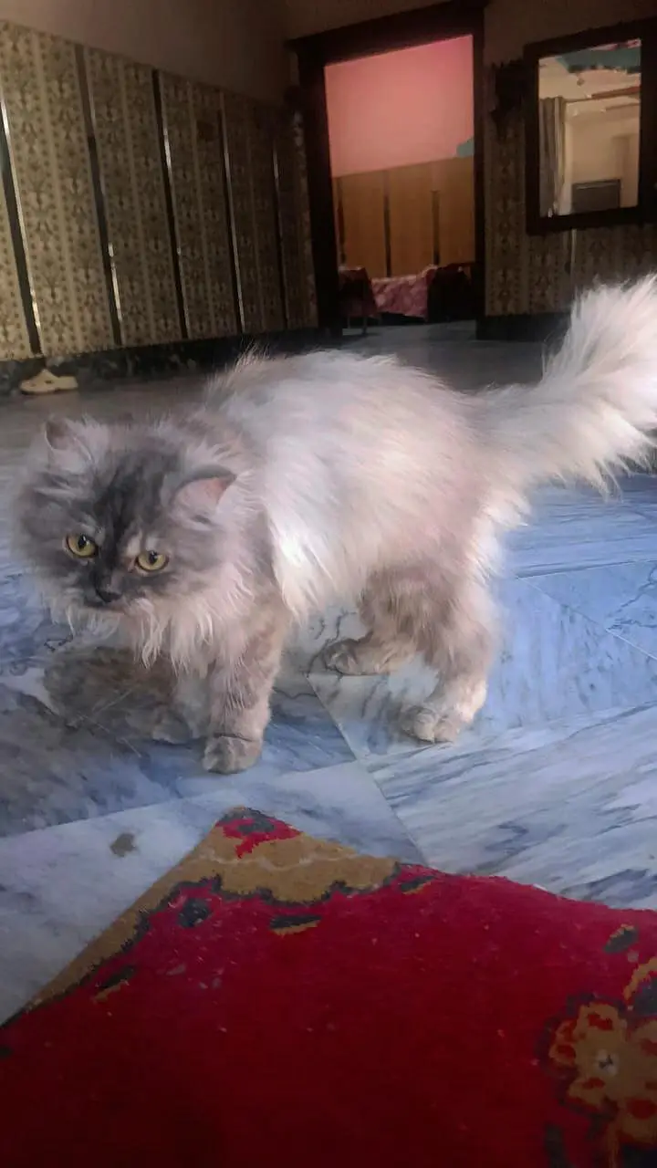 pure persian — photo 2