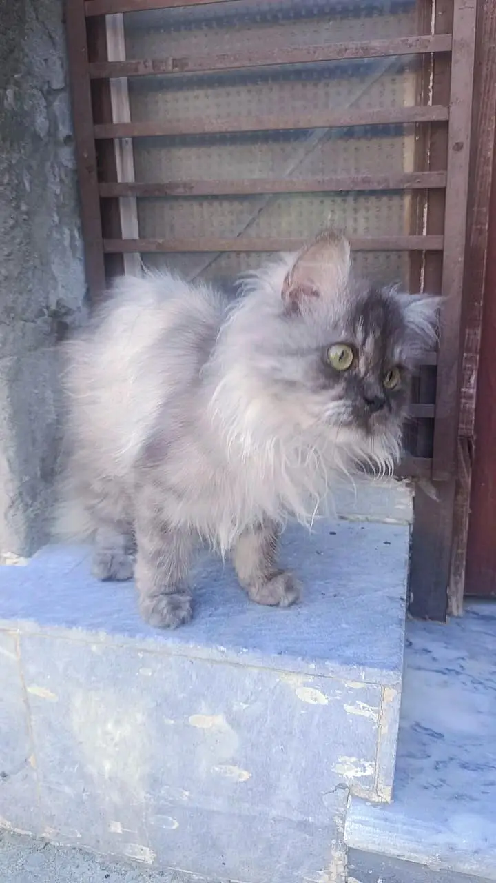 pure persian — photo 3