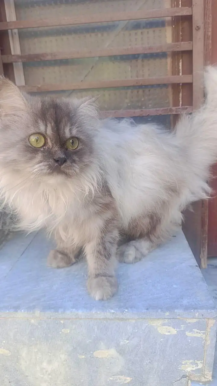pure persian — photo 4