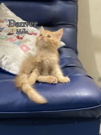 Persian kitten triple coated