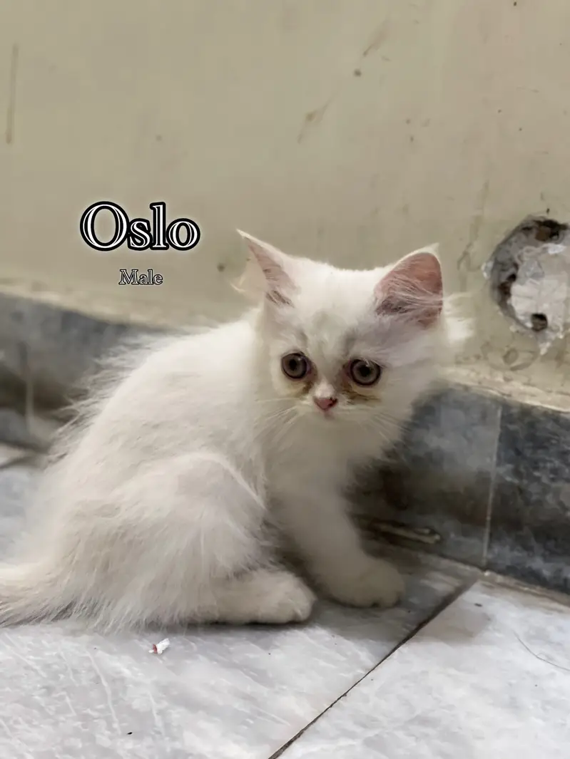 Persian kitten triple coated — photo 2