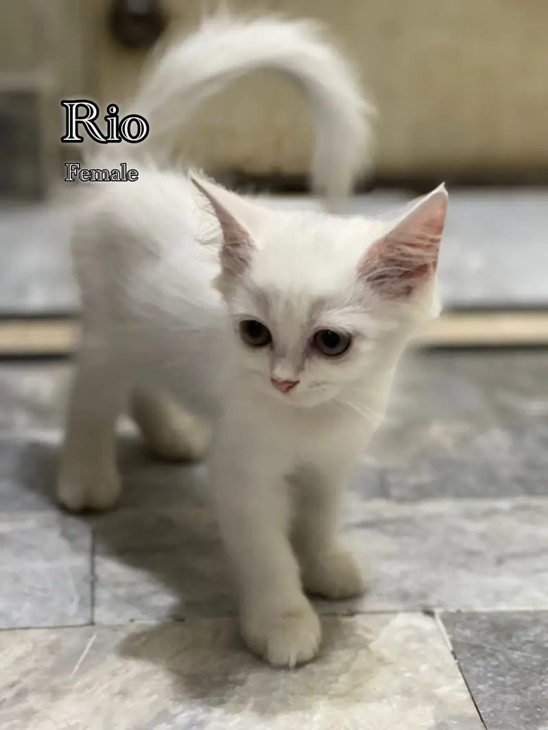 Persian kitten triple coated — photo 3