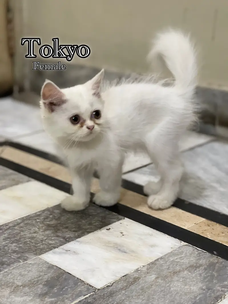 Persian kitten triple coated — photo 4