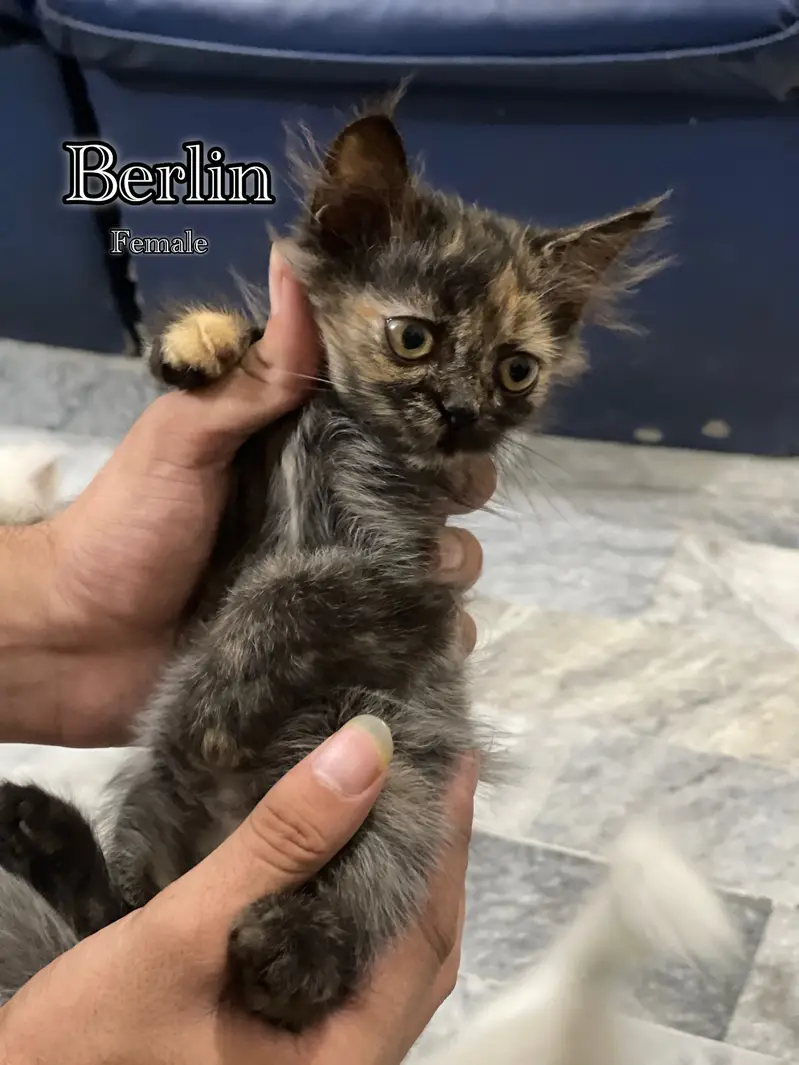 Persian kitten triple coated — photo 5