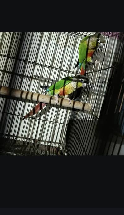 Green conure