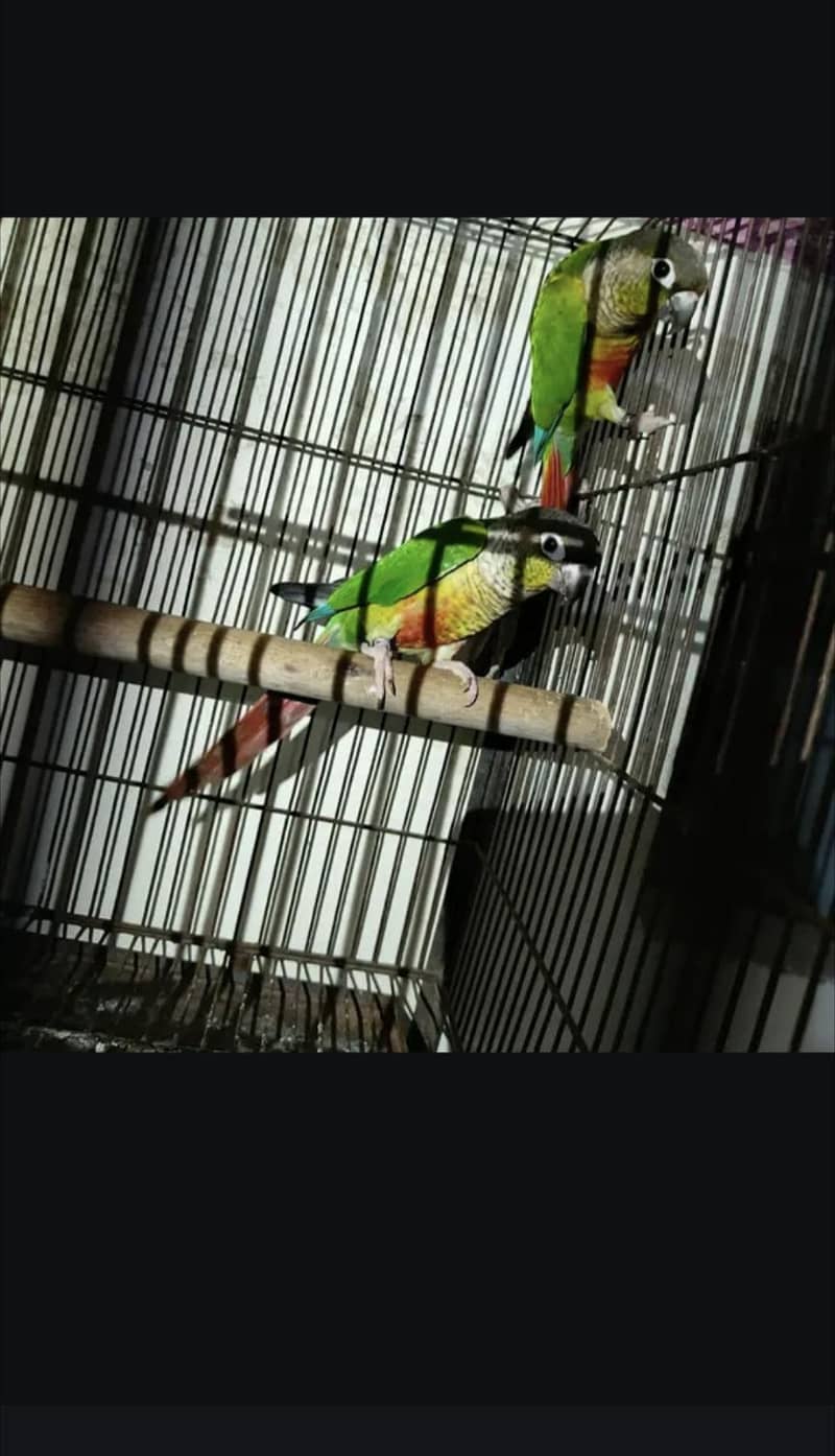Green conure 0