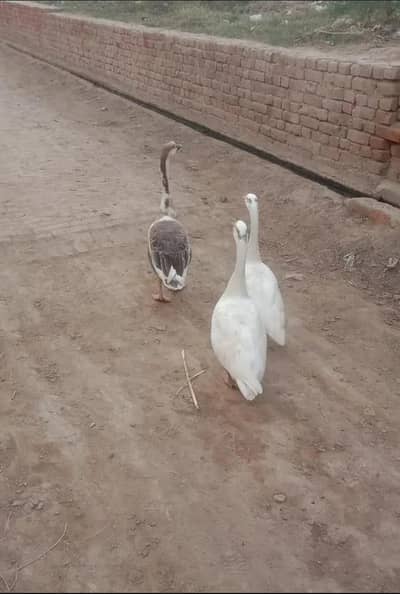 long neck Duck