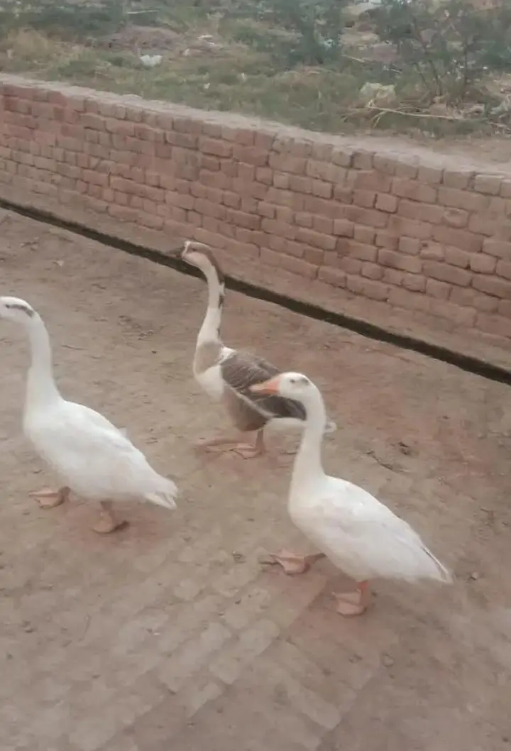 long neck Duck — photo 2