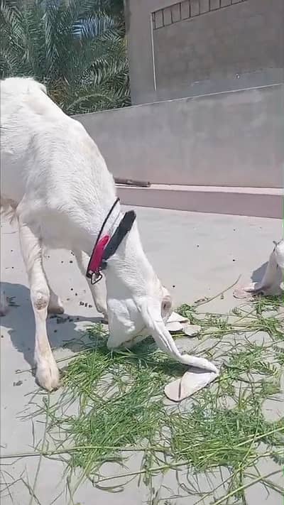 Gulabi Bakri for Sale (Tahir Villa)