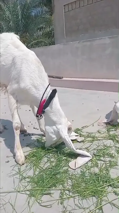 Gulabi Bakri for Sale (Tahir Villa)