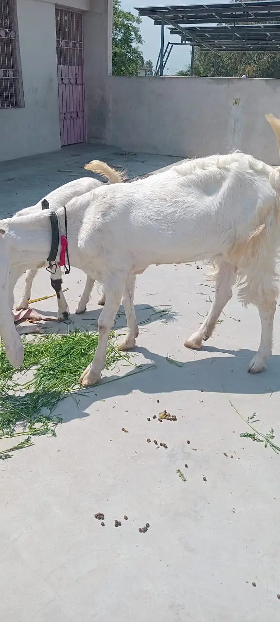 Gulabi Bakri for Sale (Tahir Villa) — photo 2
