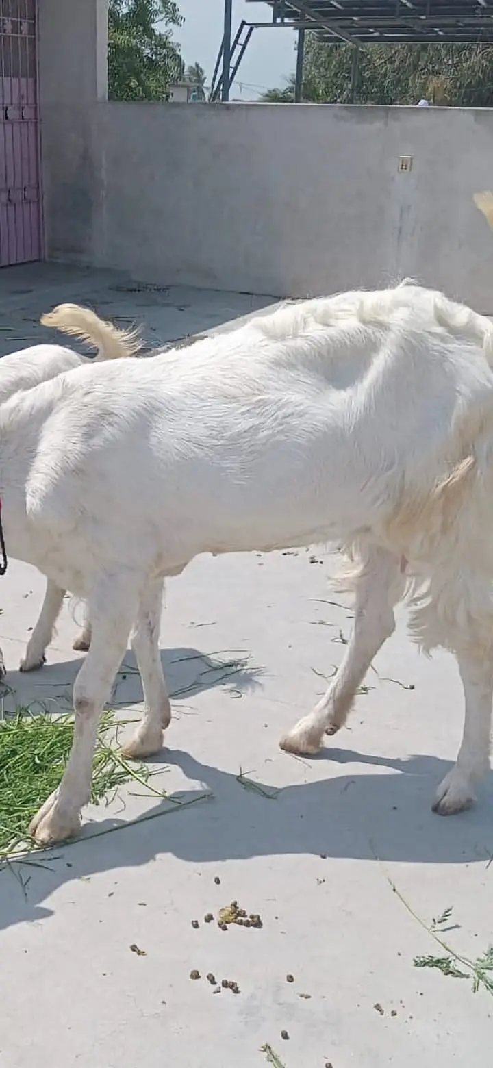 Gulabi Bakri for Sale (Tahir Villa) — photo 3