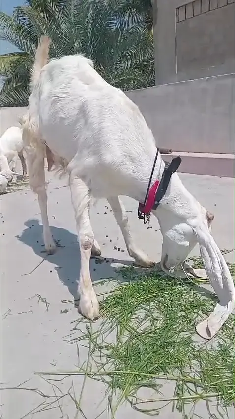 Gulabi Bakri for Sale (Tahir Villa) — photo 4