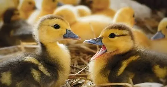 ducklings healthy active delivery available — photo 2