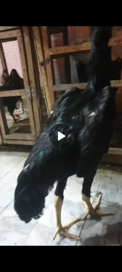 pure japnees shamo male for sale