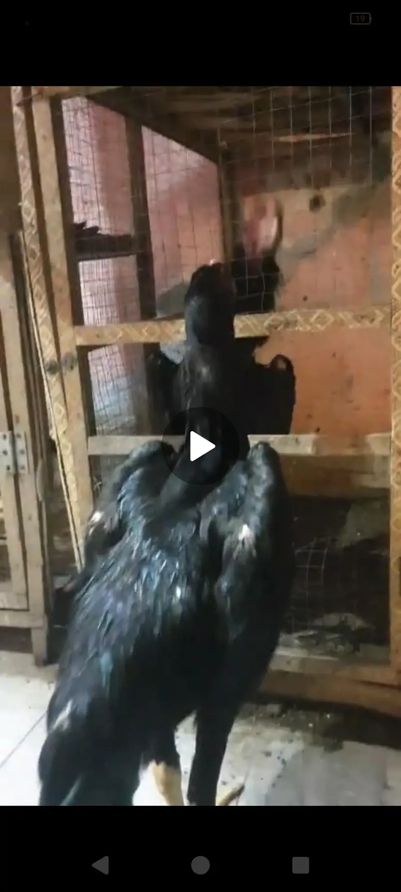 pure japnees shamo male for sale — photo 4