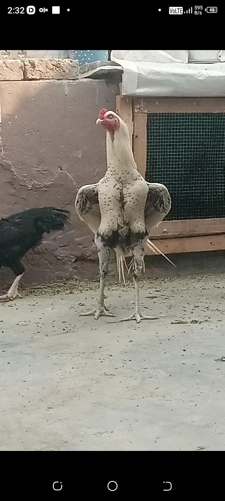 Fertile Eggs Khari Takhti Quality Aseel — photo 2