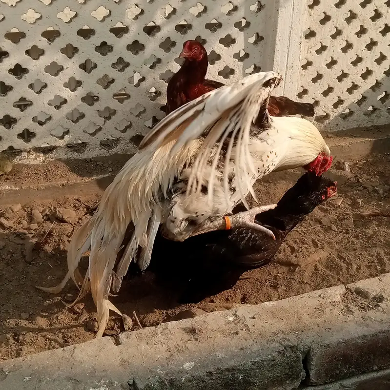 Fertile Eggs Khari Takhti Quality Aseel — photo 3