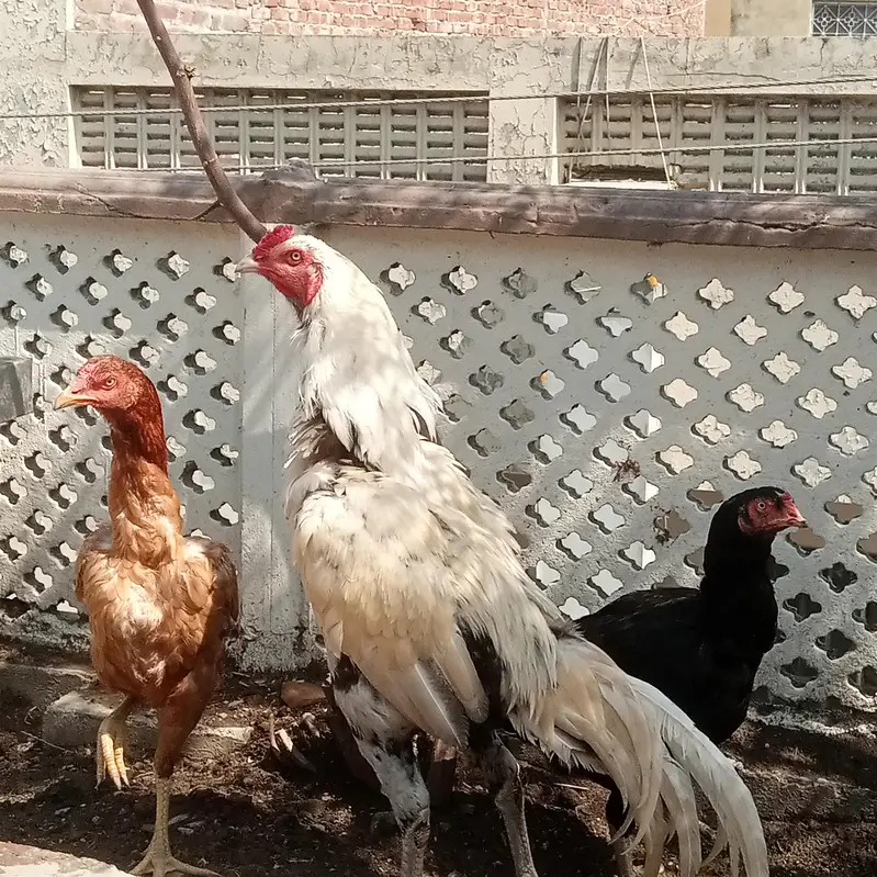 Fertile Eggs Khari Takhti Quality Aseel — photo 4