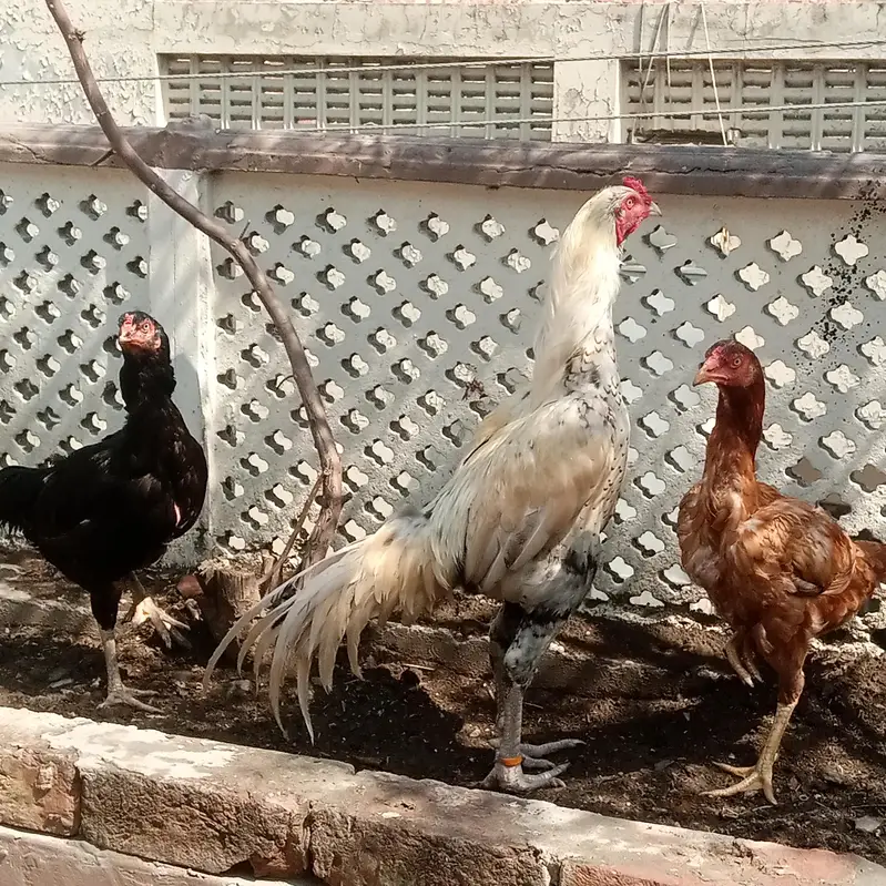 Fertile Eggs Khari Takhti Quality Aseel — photo 5