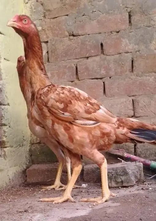 Fertile Eggs Khari Takhti Quality Aseel — photo 6