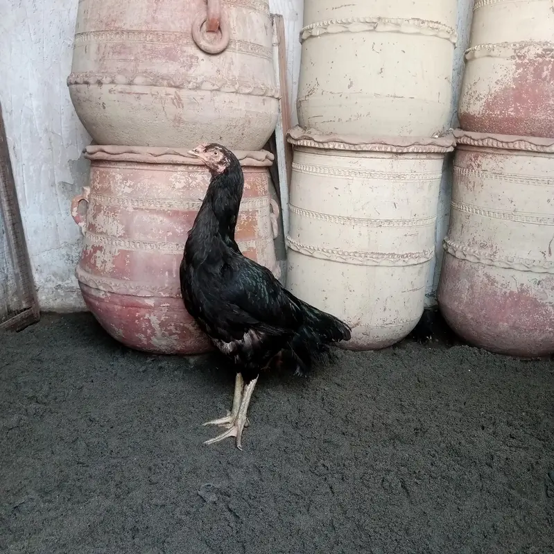 Fertile Eggs Khari Takhti Quality Aseel — photo 7
