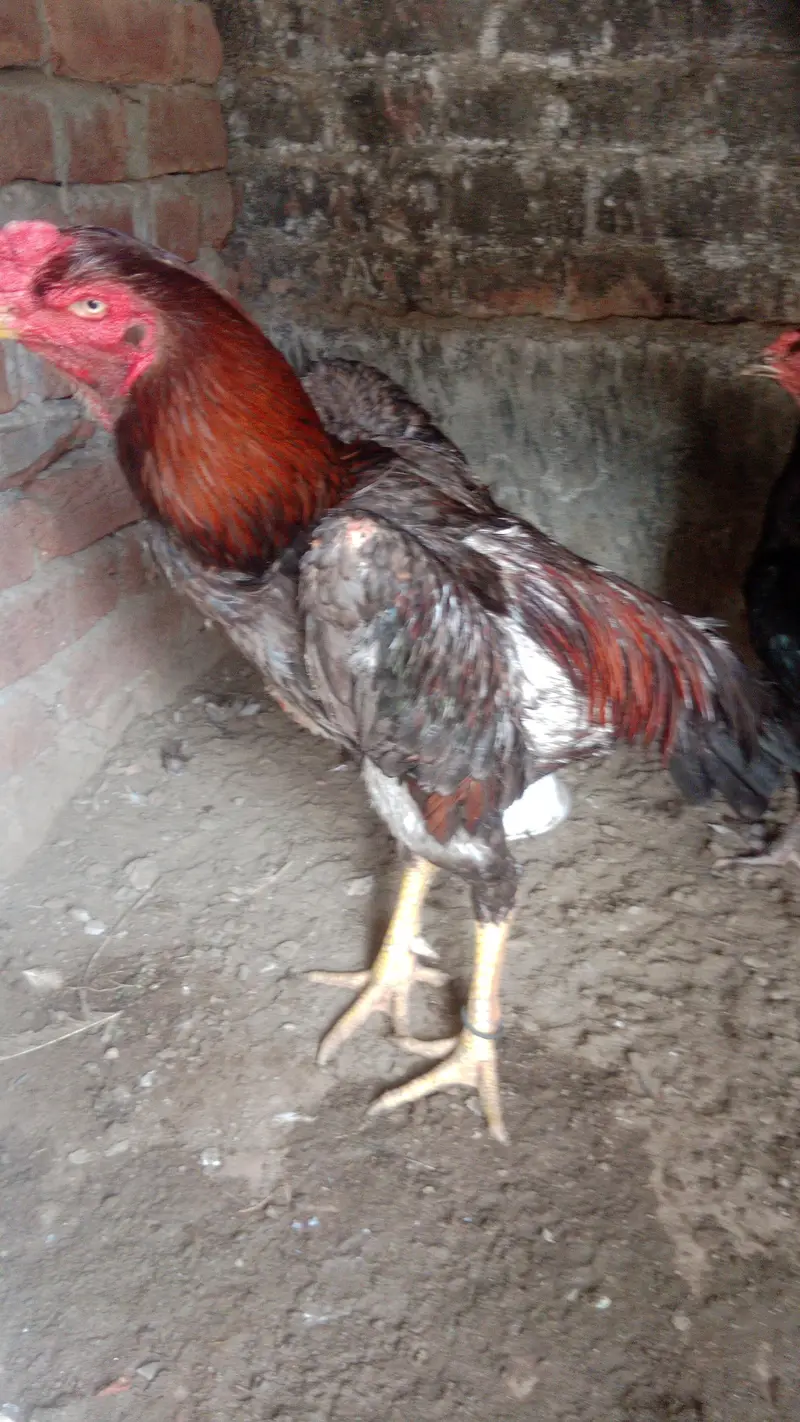 pure japnees shamo male for sale — photo 6