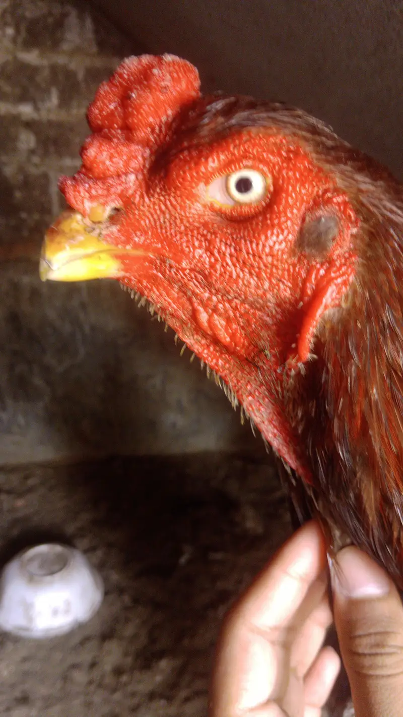 pure japnees shamo male for sale — photo 7