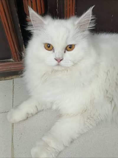 parsian cat white colour