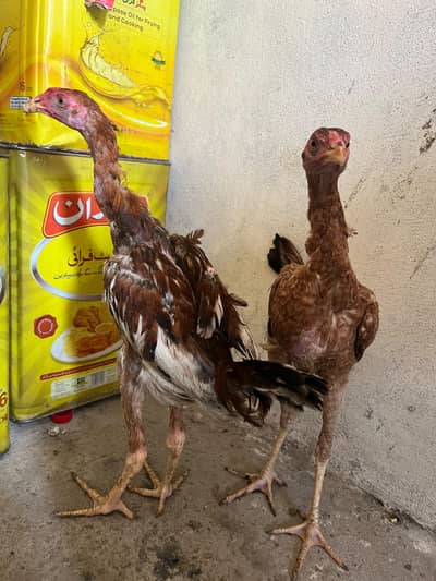 burmi pair