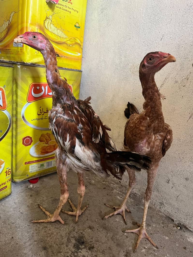 burmi pair 1