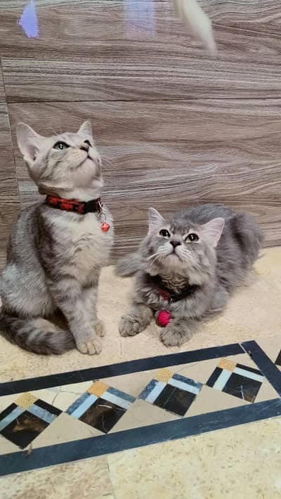 Persian Cat