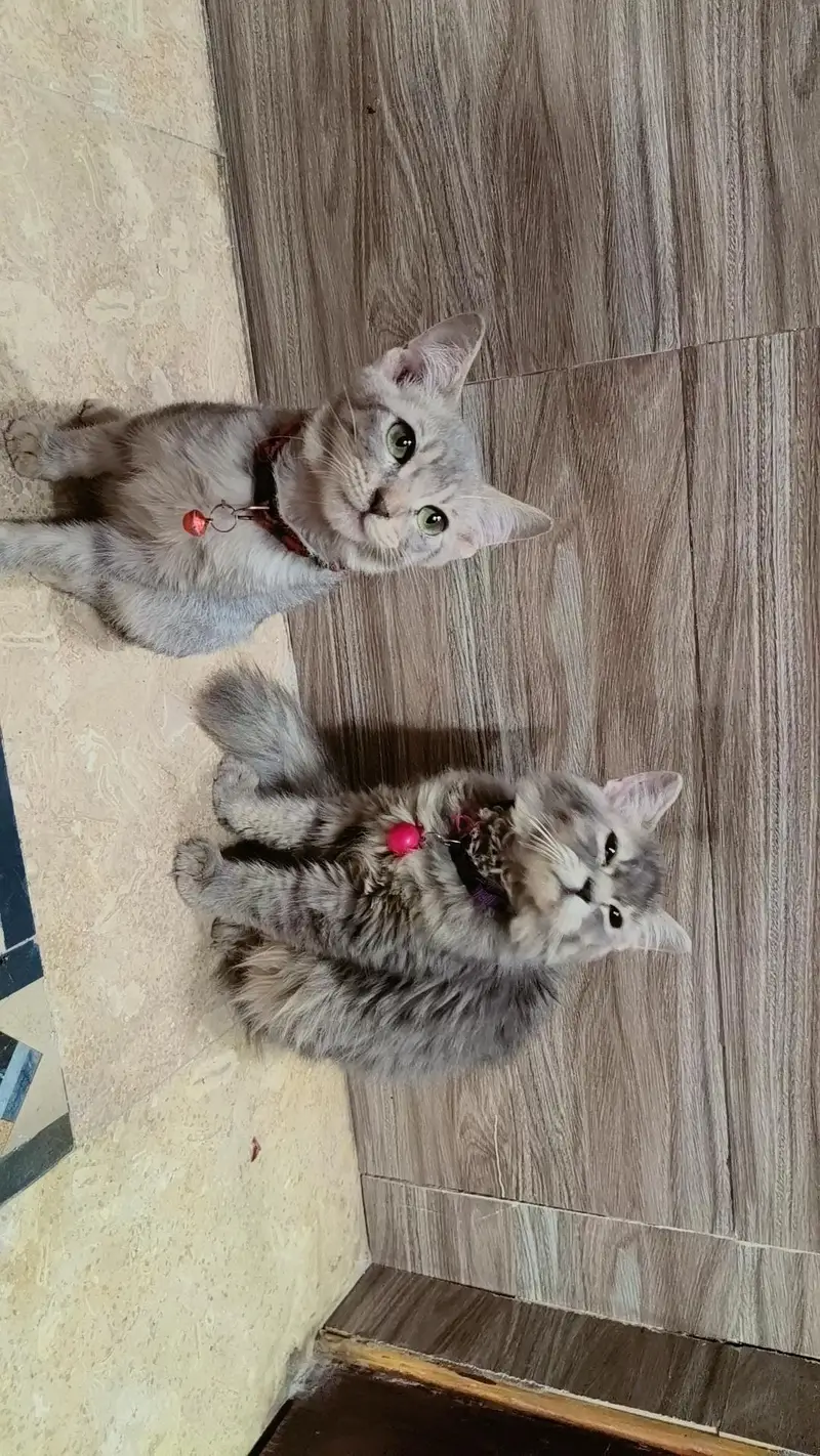 Persian Cat — photo 3