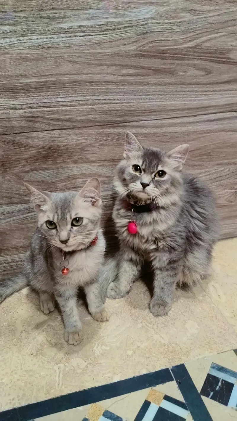 Persian Cat — photo 4