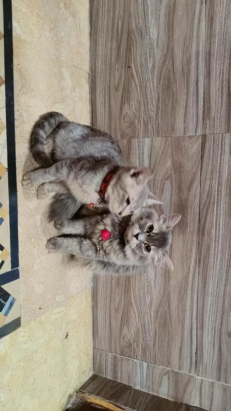 Persian Cat — photo 6