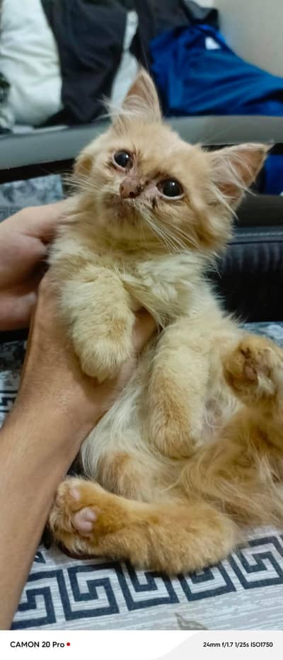 Persion Cat