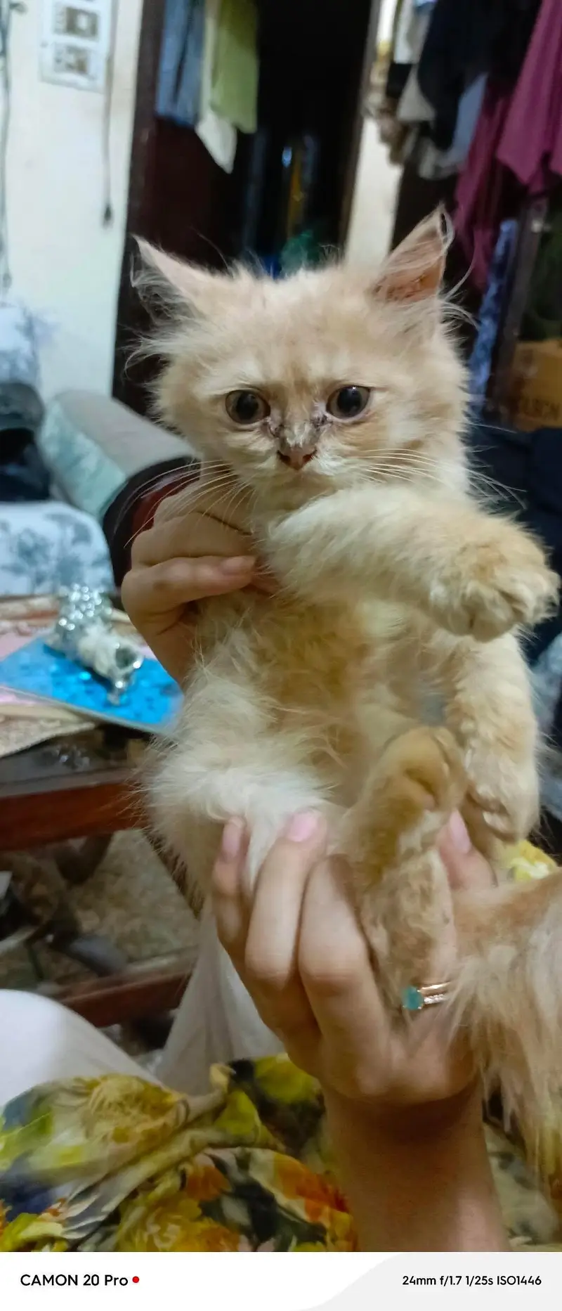 Persion Cat — photo 2