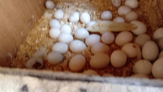 Cockatiel Parrots Available