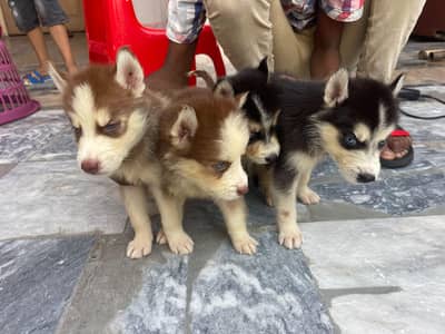 Siberian