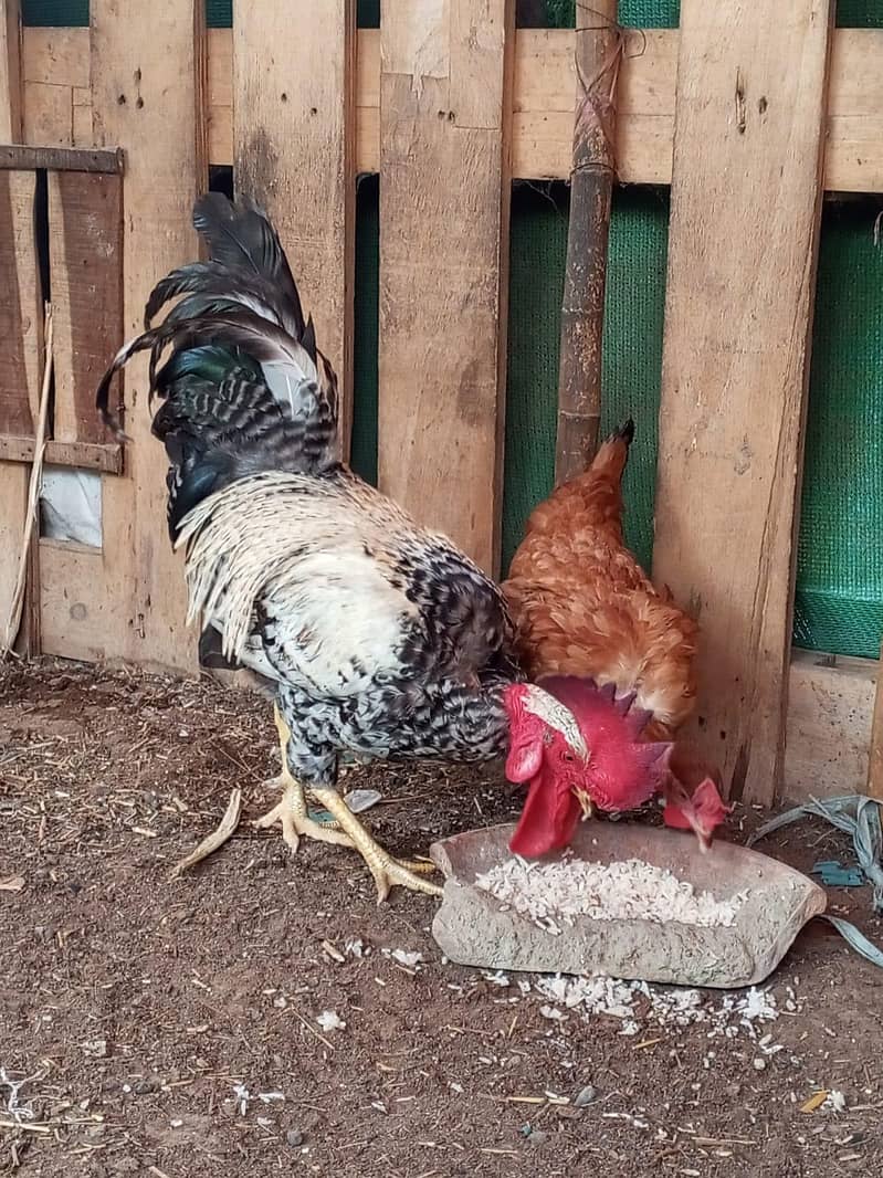 Desi murga pair breeding 0